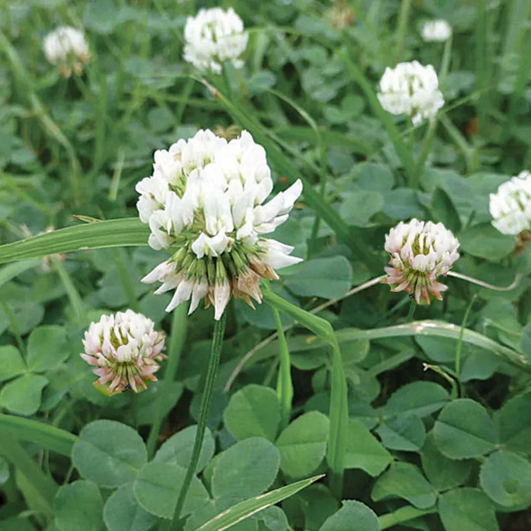 White Dutch Clover seeds for lawn and garden planting