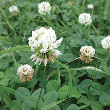 White Dutch Clover seeds for lawn and garden planting