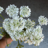 White Finch Orlaya flowers growing along a sunny garden border.