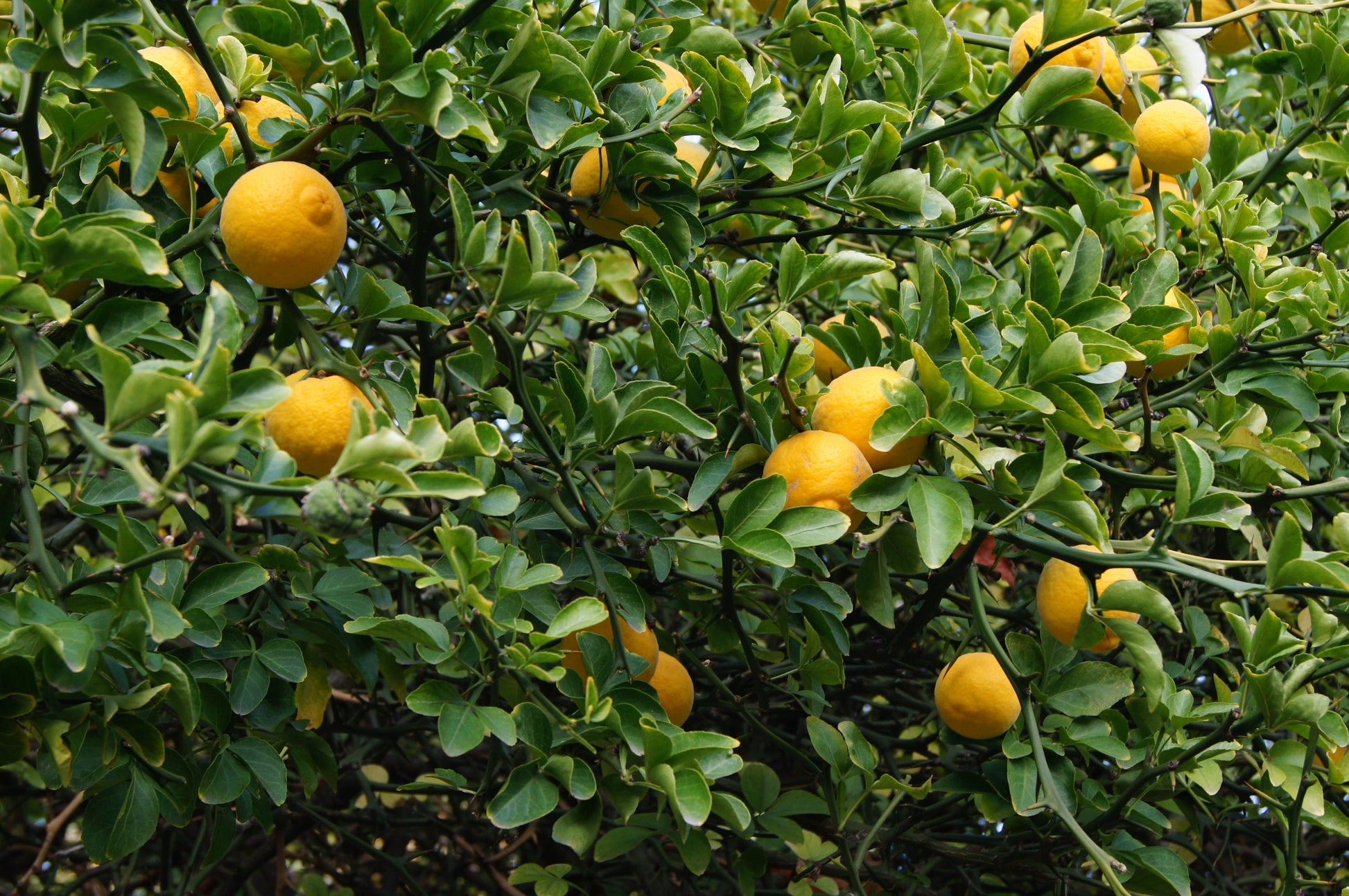 White Flowering Orange Tree Seeds – Hardy Non-GMO Citrus Plant