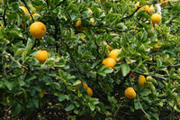 White Flowering Orange Tree Seeds – Hardy Non-GMO Citrus Plant