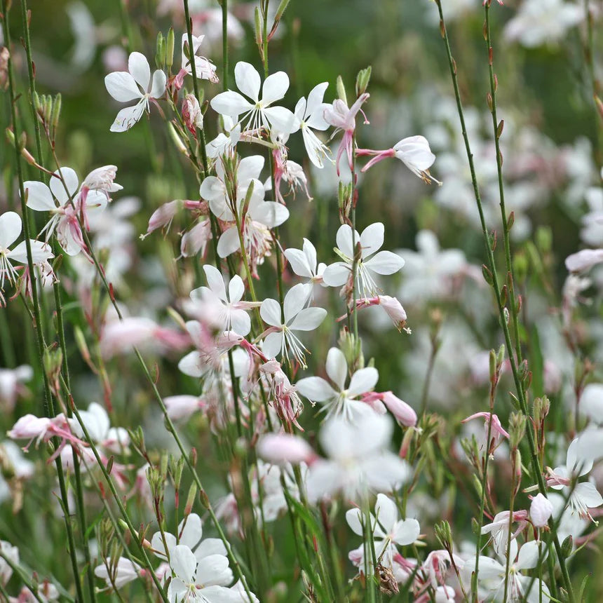 White Lindheimeri Flower seeds for Planting - Sun Loving, Heirloom & GMO Free Seeds for Home Garden
