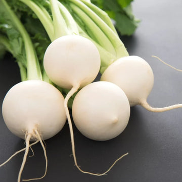 White Globe Round Turnip Seeds for Planting – Heirloom Non-GMO Root Vegetable Seeds
