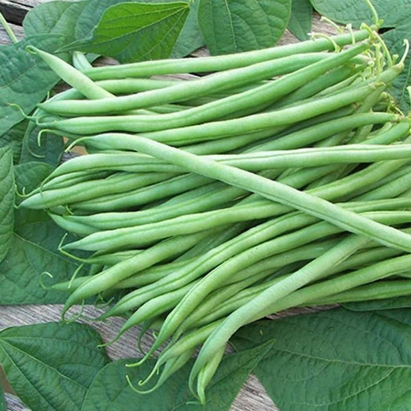 Harvest of Great Northern white dry beans from a home garden