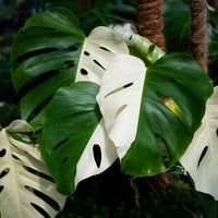 White and green Monstera Albo plant seeds for home gardens and patios.