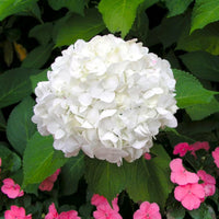 White Hydrangea flower seeds for planting in home gardens and flower beds.