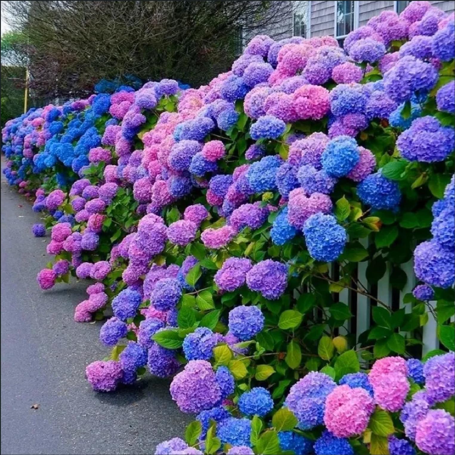 White Hydrangea ornamental shrub seeds suitable for raised beds and containers.