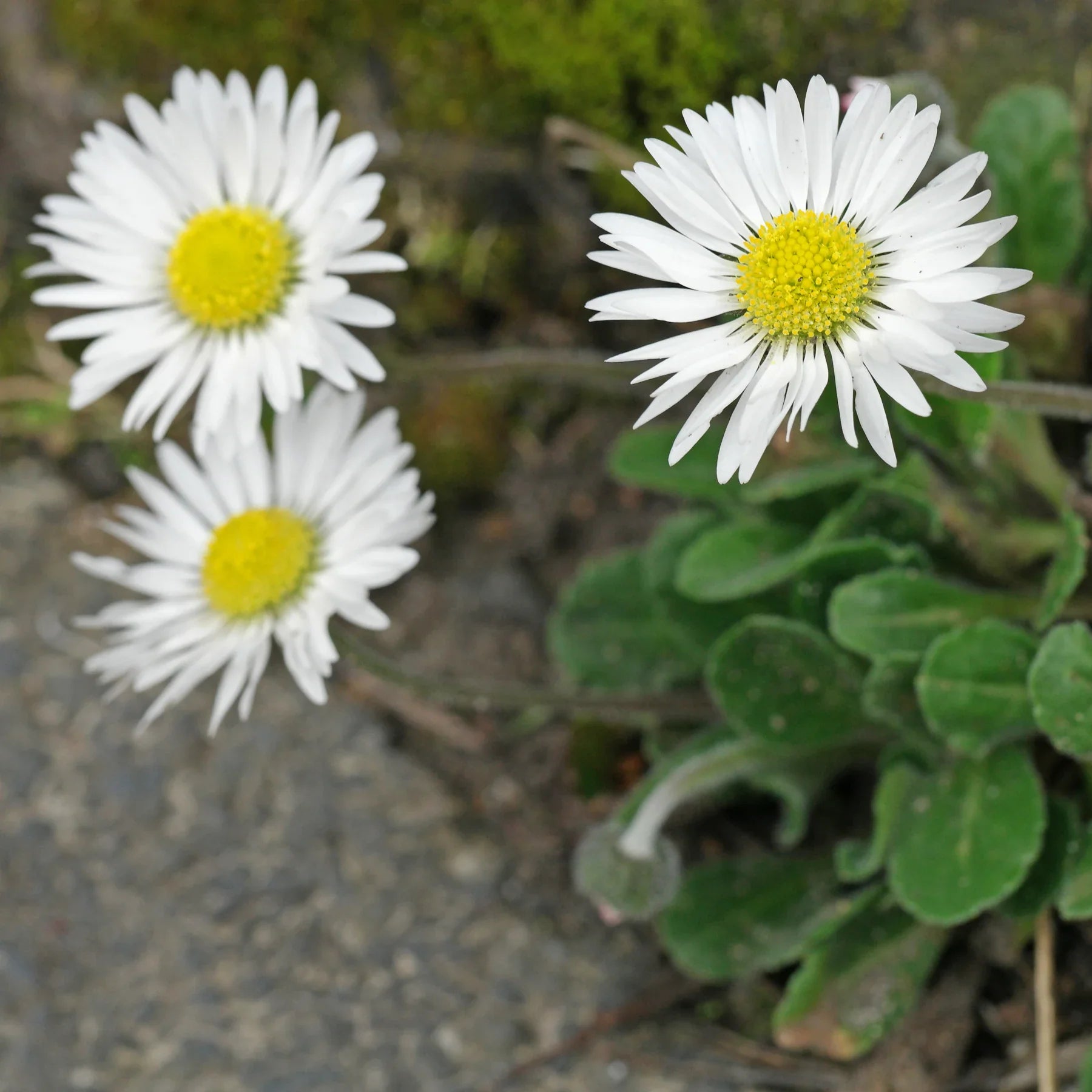 White Lawn Daisy flowers adding natural beauty to outdoor landscapes.