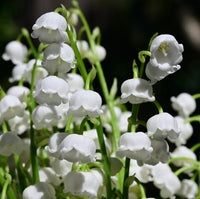 White Lily of the Valley flower seeds for planting in shade gardens.