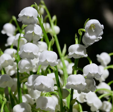 White Lily of the Valley flower seeds for planting in shade gardens.