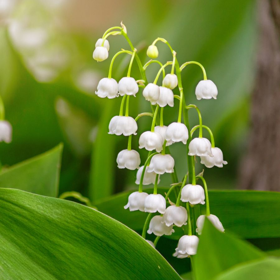 White Lily of the Valley seeds for perennial flower beds and decorative landscapes.