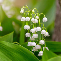 White Lily of the Valley seeds for perennial flower beds and decorative landscapes.