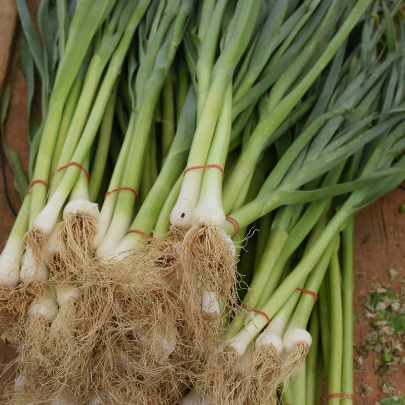 Fresh White Lisbon green onions growing in a home garden bed