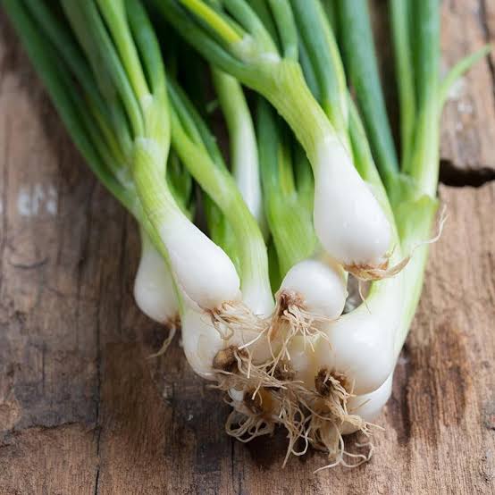 White Lisbon spring onion seeds ready for vegetable garden planting