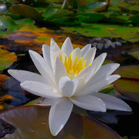 White Lotus seeds for planting in water gardens and decorative containers.