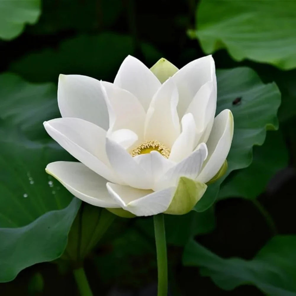 Elegant White Lotus plants growing in an outdoor water garden.