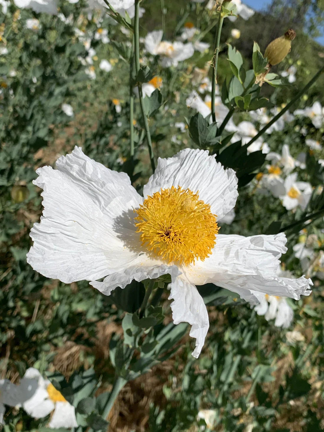 Large white ornamental flowers brightening an outdoor landscape.