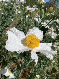 Large white ornamental flowers brightening an outdoor landscape.