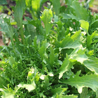 White mustard plants thriving in an outdoor vegetable garden.