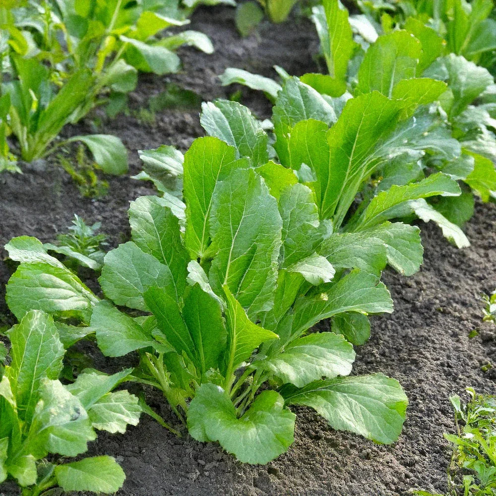 White mustard plants growing in a healthy home garden.