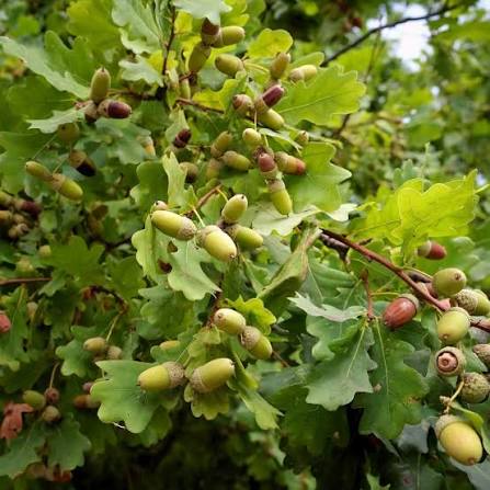 Premium White Oak hardwood tree seeds for outdoor planting projects