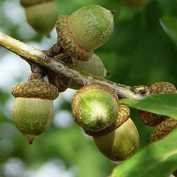 White Oak Tree (Quercus alba) seeds for planting in home gardens and landscapes