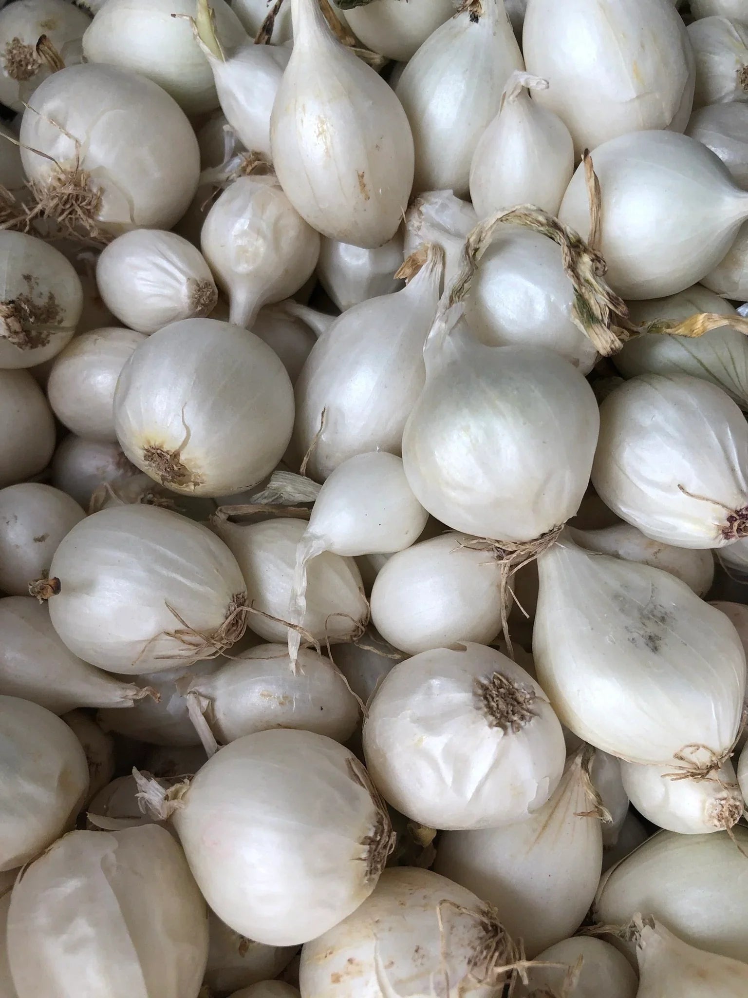 White Onion Bulbs Growing in Organic Garden