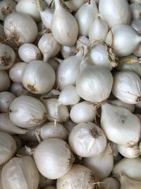 White Onion Bulbs Growing in Organic Garden