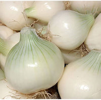 White Onion Sets Bulbs for Planting