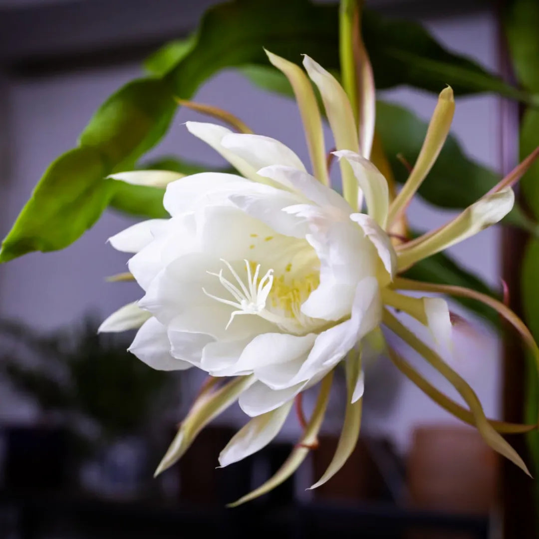 White Epiphyllum Oxypetalum Orchid Cactus Flower