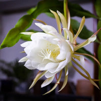 White Epiphyllum Oxypetalum Orchid Cactus Flower