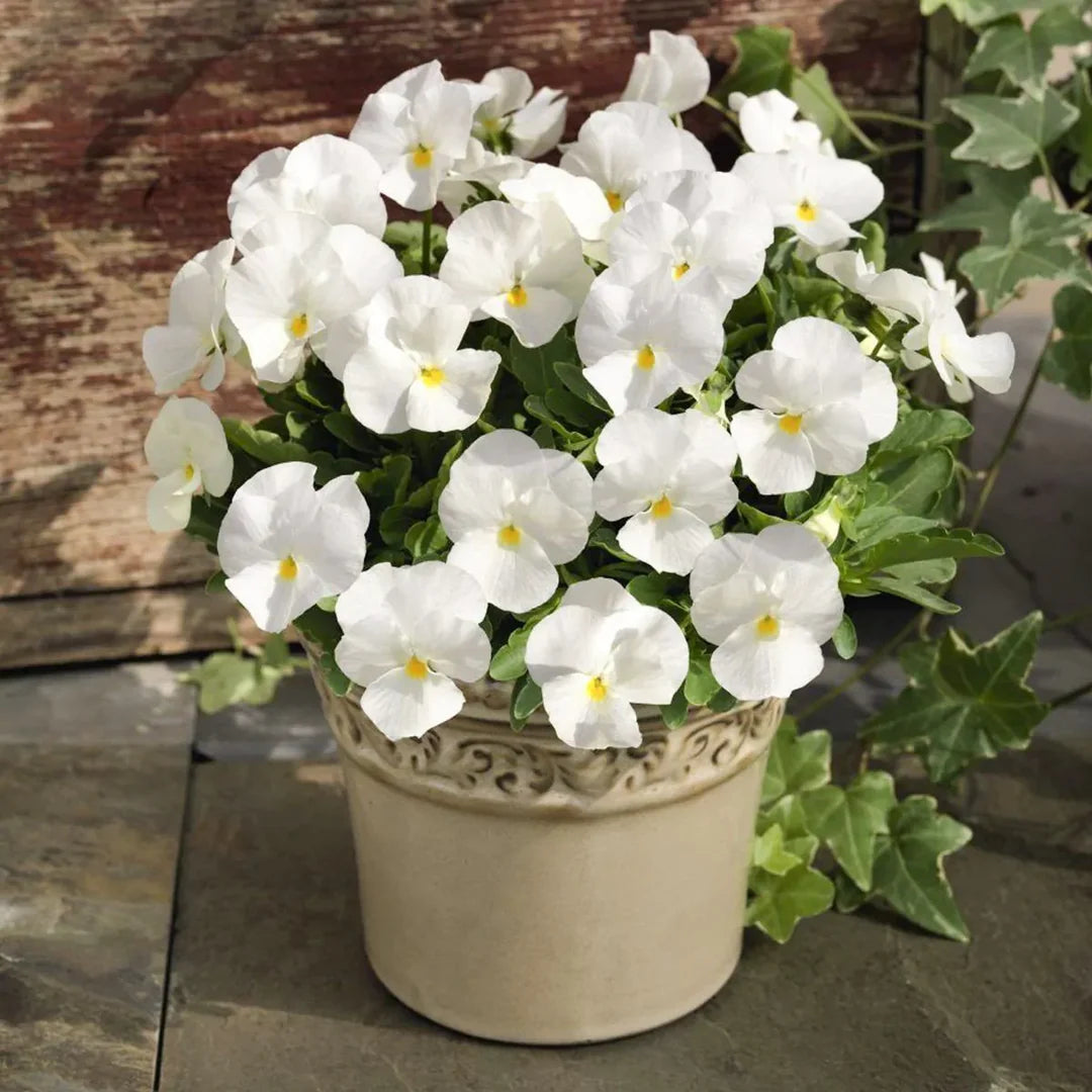Heirloom Pansy Flower seeds for Planting Compact Growth Heirloom & GMO Free Seeds for Home Garden