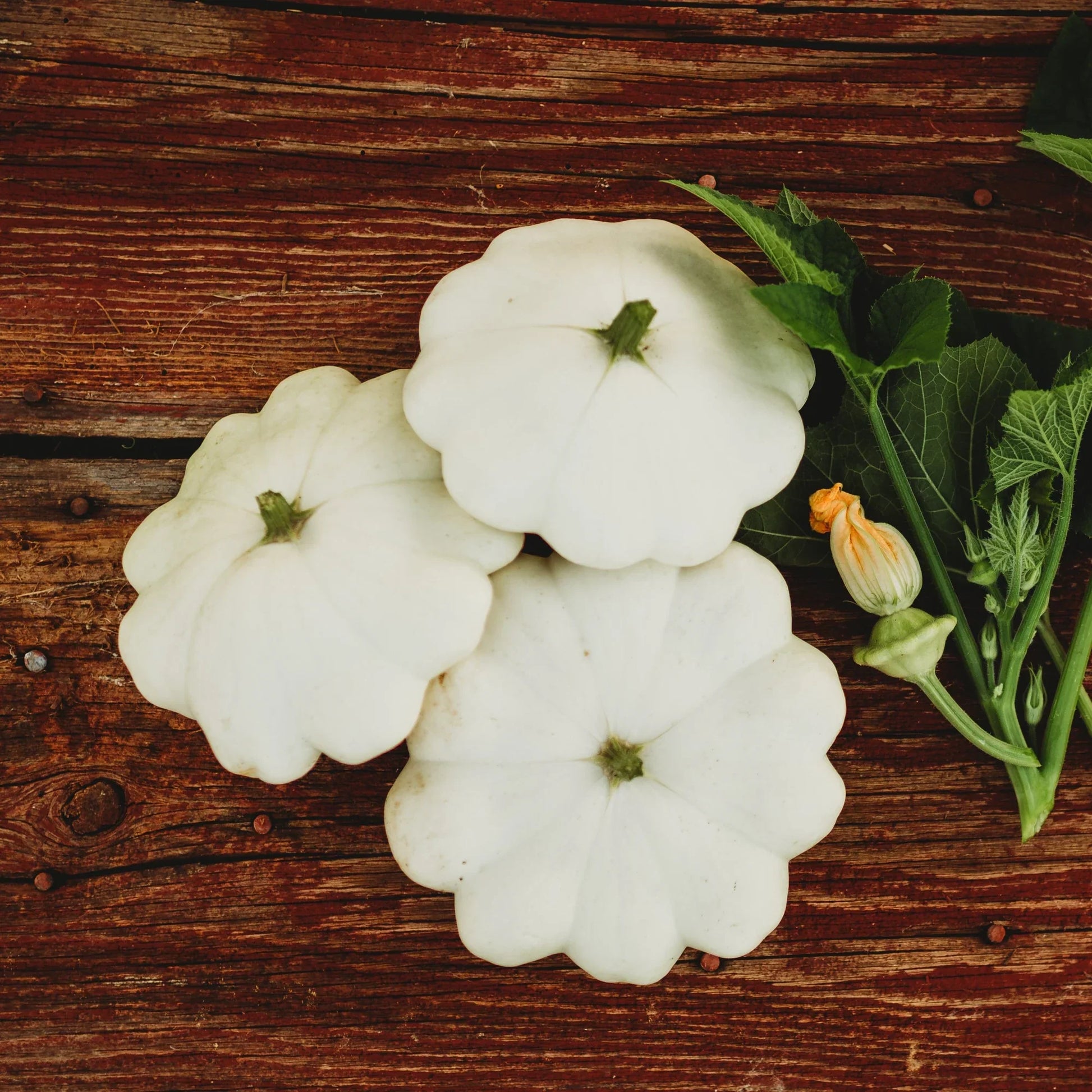 White Patty Pan Squash seeds for garden planting