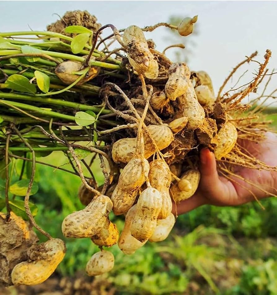 White Peanut seeds for home garden planting, non-GMO