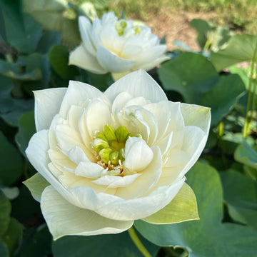 White Lotus aquatic plant seeds for outdoor water containers