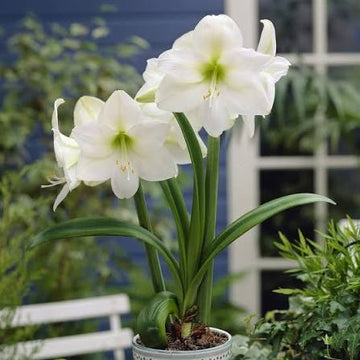 White Picasso Base Waxed Intokazi Amaryllis bulb for indoor decorative display.