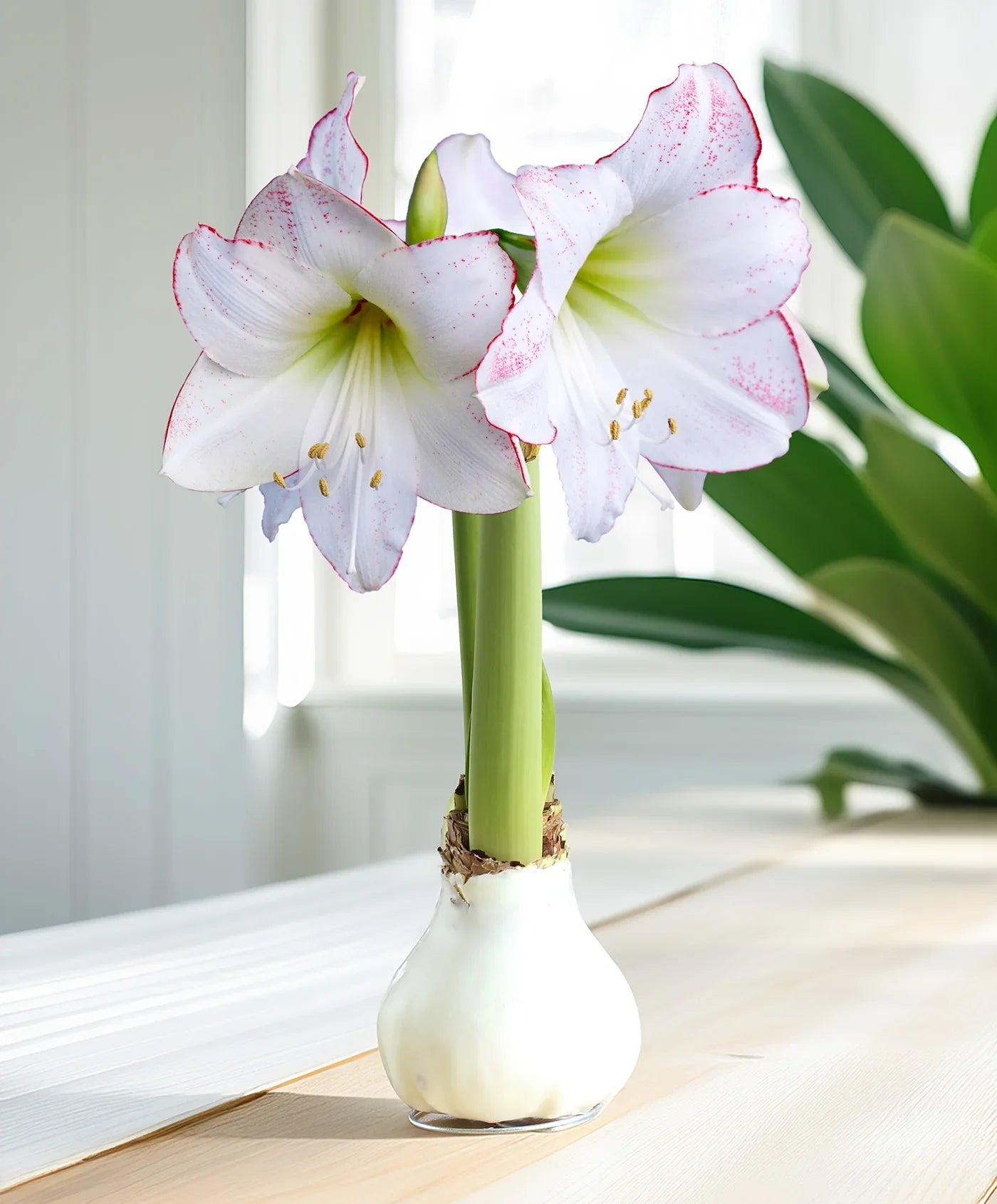 White Picasso waxed Intokazi Amaryllis with elegant blooms on a tabletop.