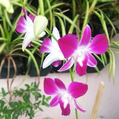 100 Pcs