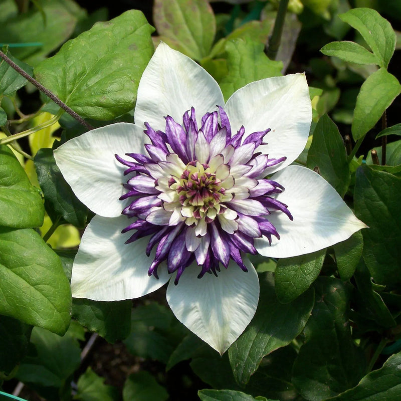 White and Purple Clematis Seeds for Planting