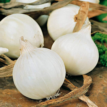 White Queen Giant onion plants growing in a home vegetable garden.
