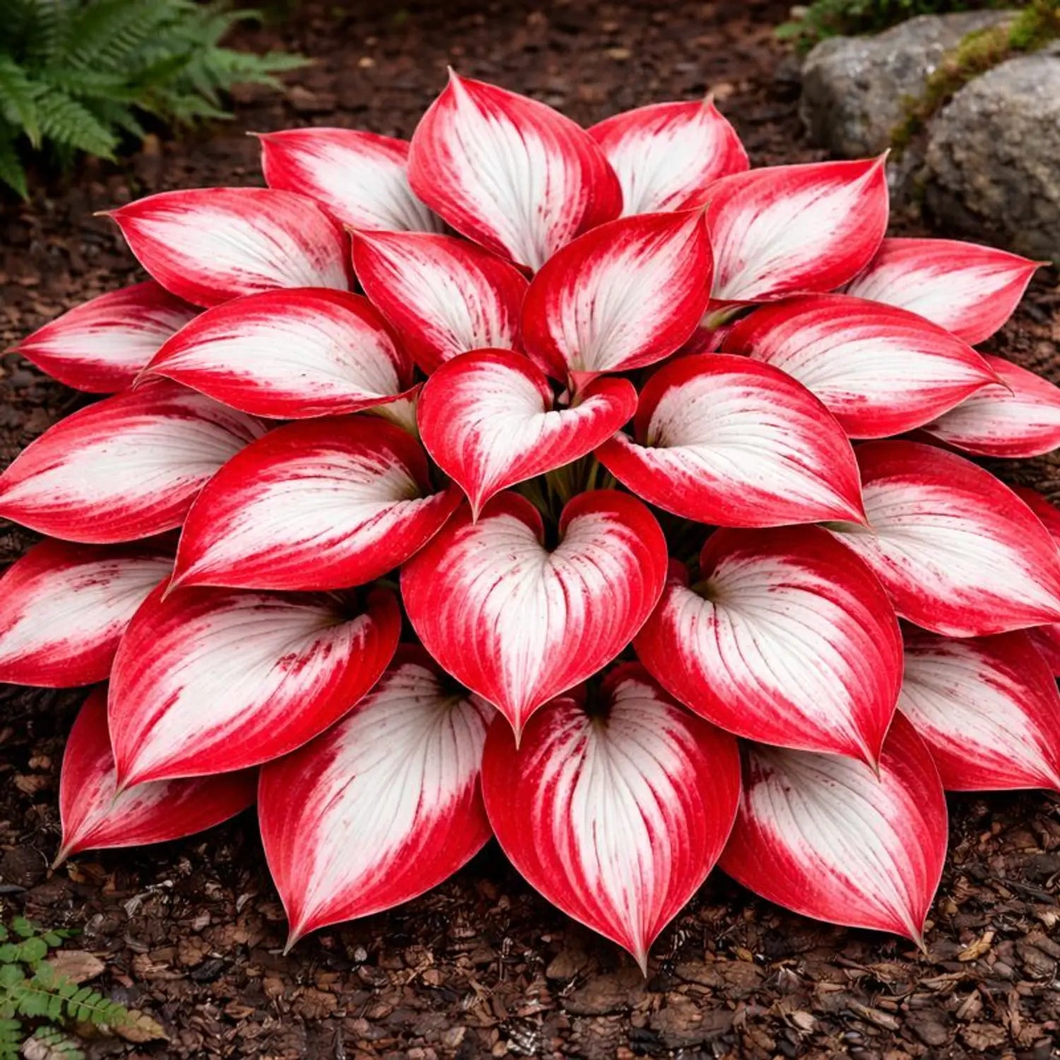 White and Red Hosta plant seeds for planting in shade gardens.