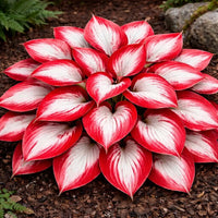 White and Red Hosta plant seeds for planting in shade gardens.