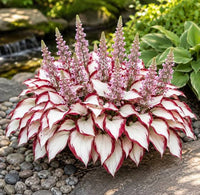 White and red variegated Hosta bulb for outdoor garden planting.