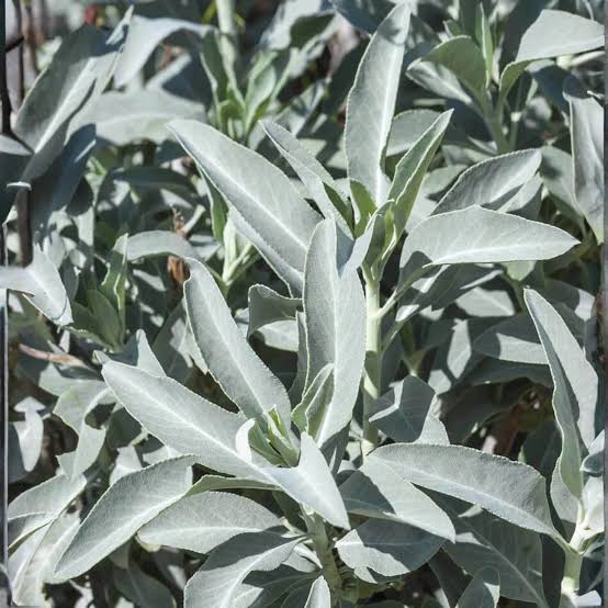 White Sage perennial herb growing in a sunny garden landscape.