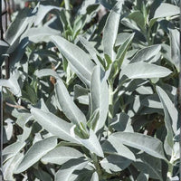 White Sage perennial herb growing in a sunny garden landscape.