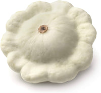White scallop patty pan squash plant growing in garden