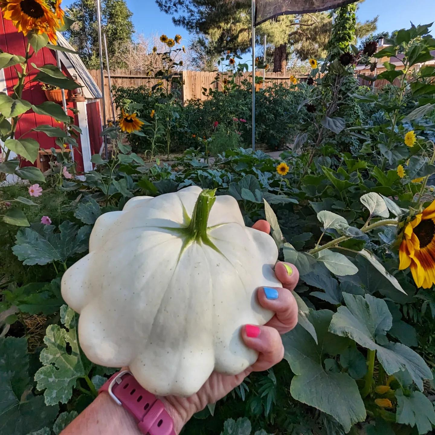 White scallop patty pan squash growing in a vegetable garden