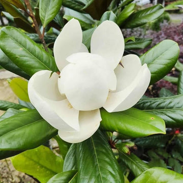 White Southern Magnolia Flower Seeds for Planting