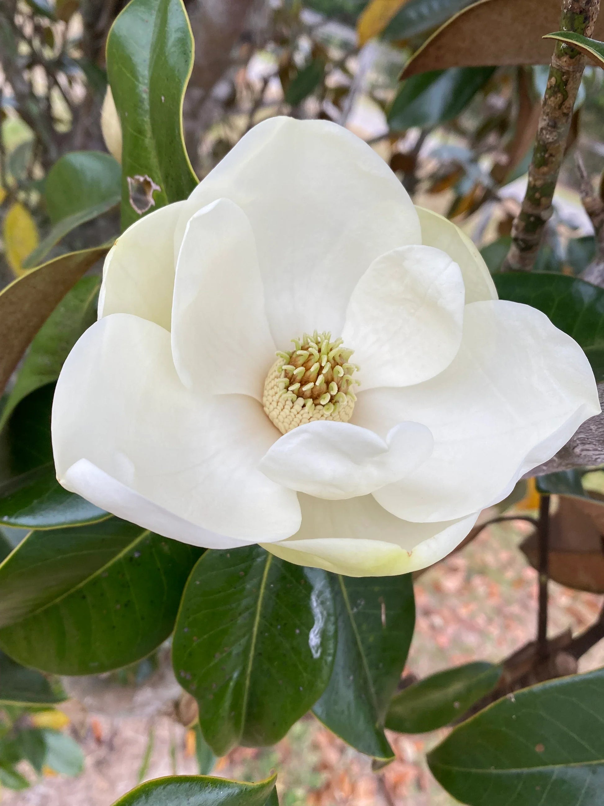 White Southern Magnolia Tree Growing Outdoors