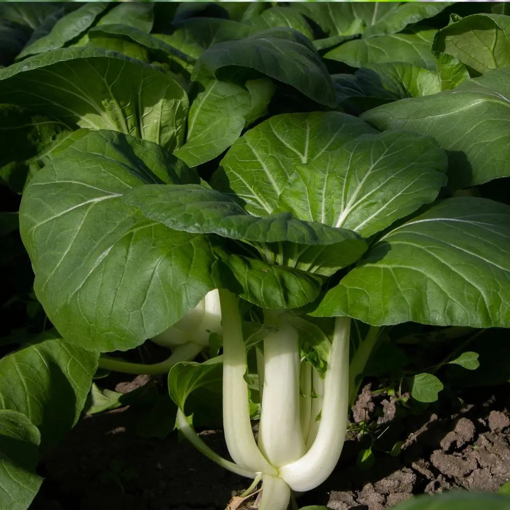 White Stem Pak Choi cabbage seeds for home vegetable garden planting